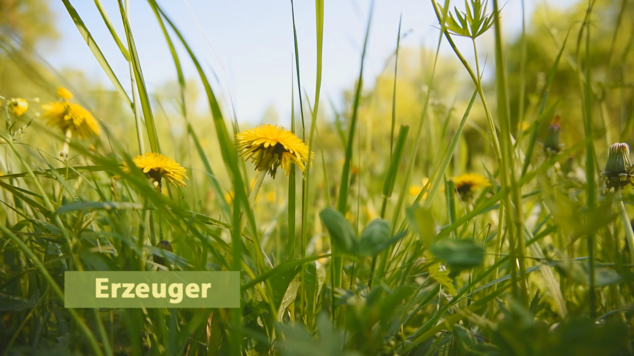 Gelbe Löwenzahnblüten wachsen zwischen grünem Gras in einer sonnigen Wiese.