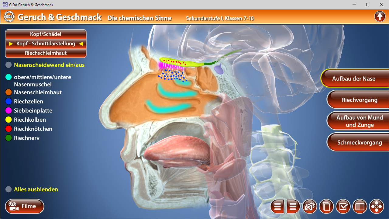 Interaktive Darstellung der menschlichen Nase und des Riechsystems mit farbigen Markierungen.