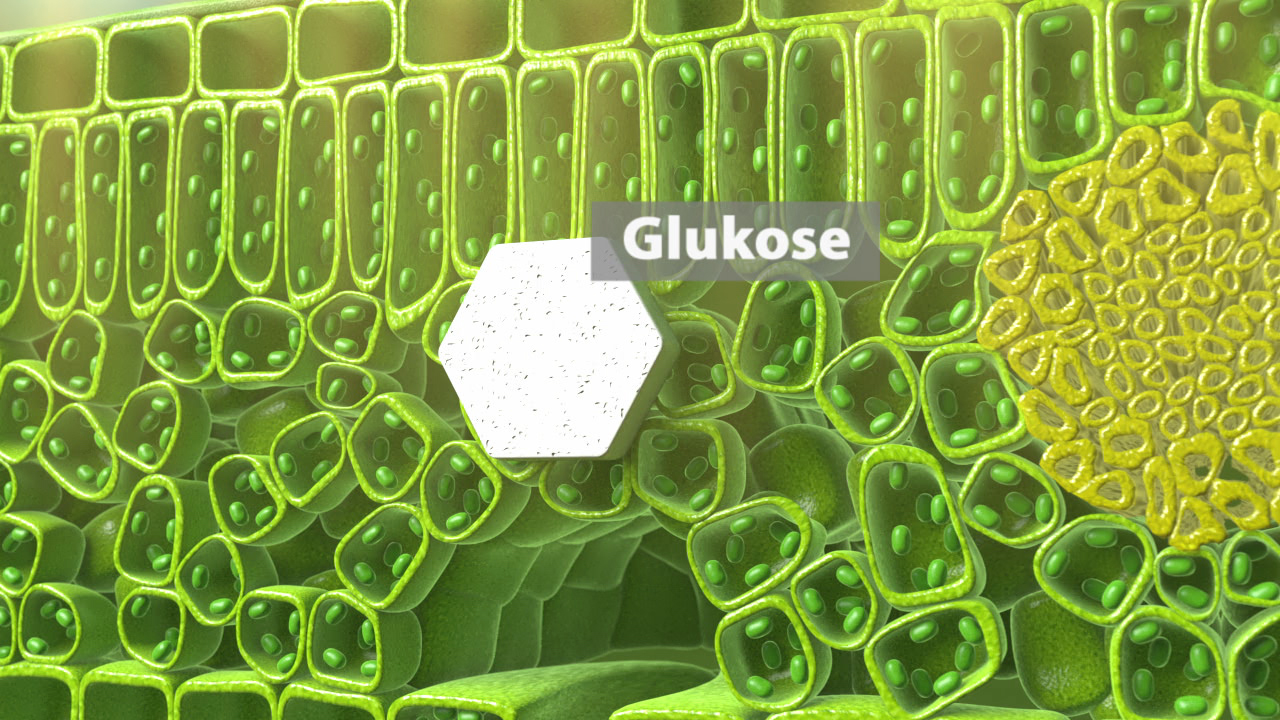 Molekülstruktur von Glukose in einer pflanzlichen Zelle, umgeben von Chloroplasten.