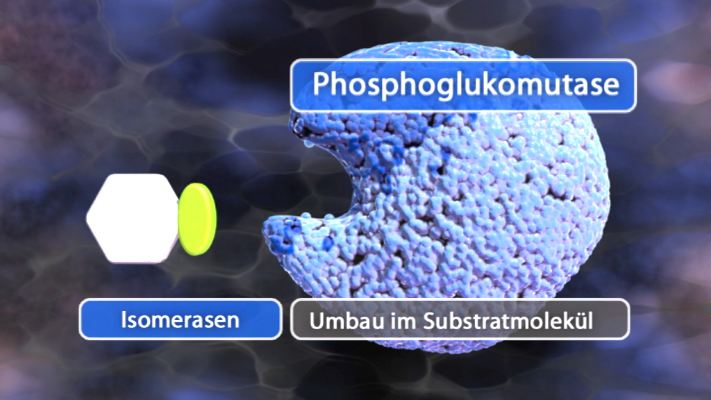 3D-Darstellung einer Phosphoglukomutase mit hervorgehobenen Substratmolekülen und dem Text 'Isomerasen' und 'Umbau im Substratmolekül'.