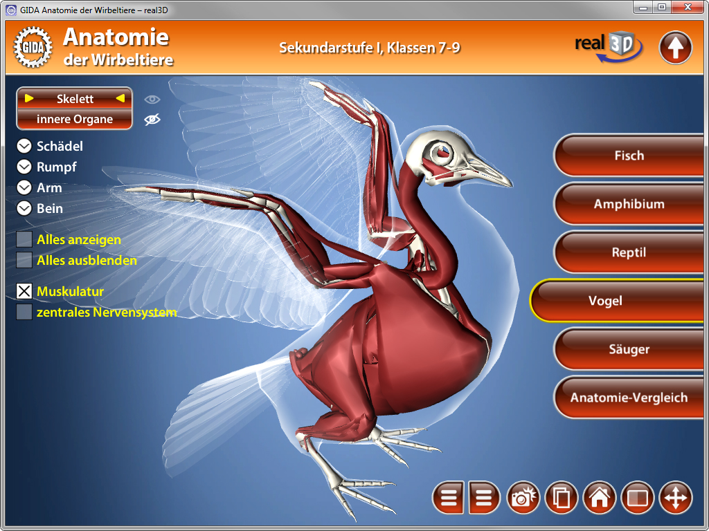 3D-Modell eines Vogels mit sichtbarem Skelett und inneren Organen, interaktive Anatomie-Anzeige für Schüler der Klassen 7-9.