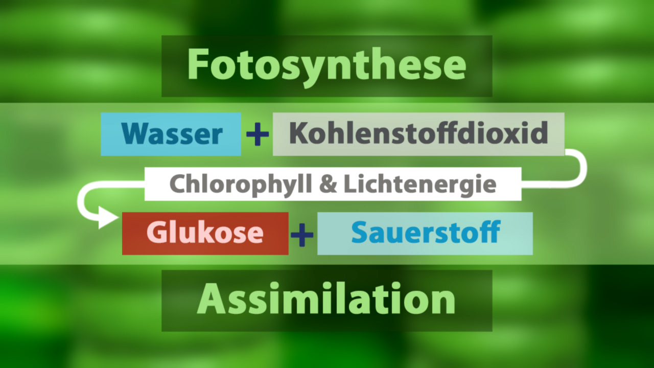 Diagramm zur Fotosynthese: Wasser und Kohlendioxid reagieren mit Chlorophyll und Lichtenergie zu Glukose und Sauerstoff.