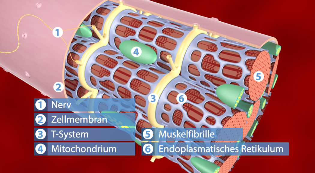 Illustration einer Muskelzelle mit Beschriftungen für Nerv, Zellmembran, T-System, Mitochondrium, Muskel-Fibrille und endoplasmatisches Retikulum.