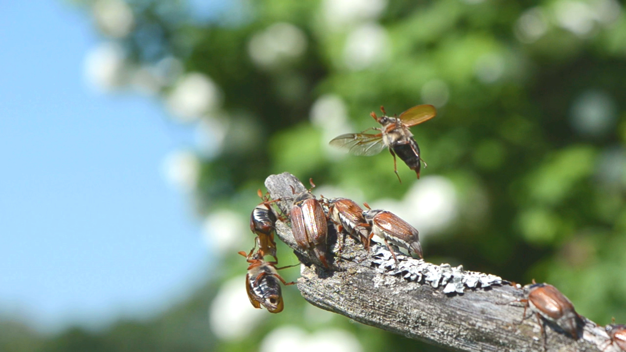 Eine Gruppe von Käfern sitzt auf einem Ast, während ein weiterer Käfer in die Luft fliegt. Im Hintergrund sind unscharfe, blühende Pflanzen zu sehen.