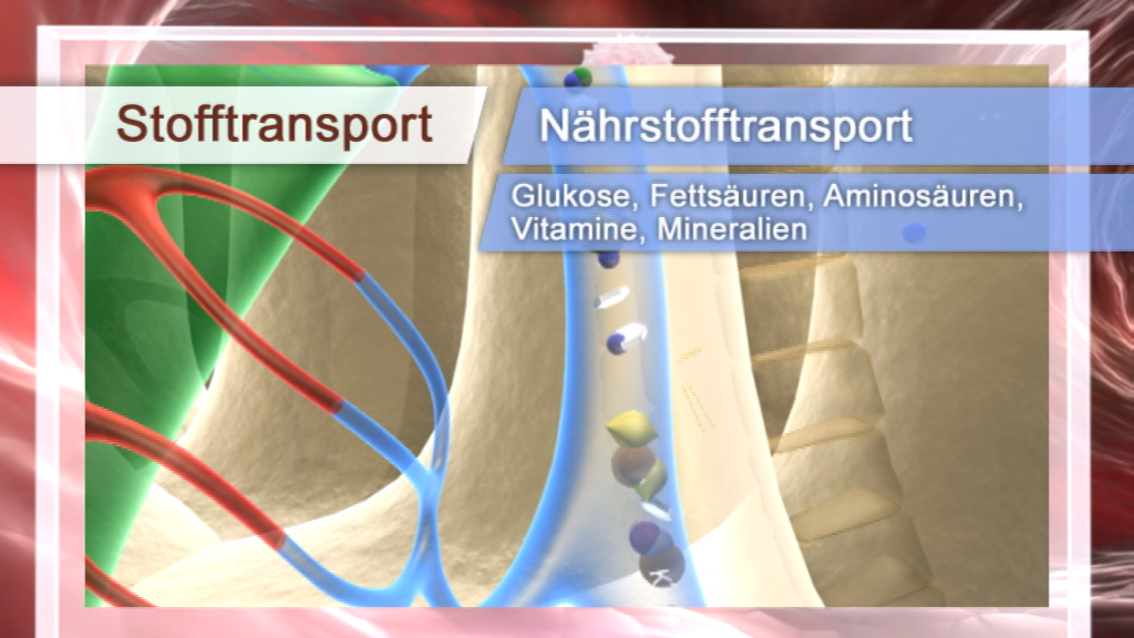 Grafik zum Stofftransport im Körper, zeigt Nährstoffe wie Glukose, Fettsäuren, Aminosäuren, Vitamine und Mineralien.