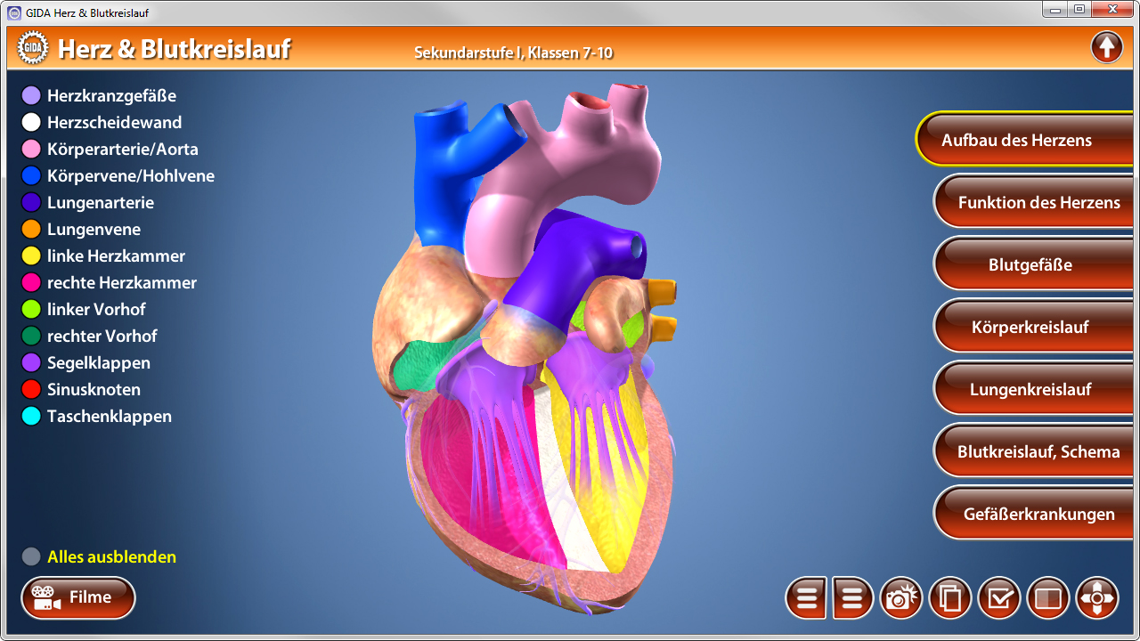 Interaktive Darstellung des menschlichen Herzens mit Beschriftungen zu verschiedenen Teilen und Funktionen.