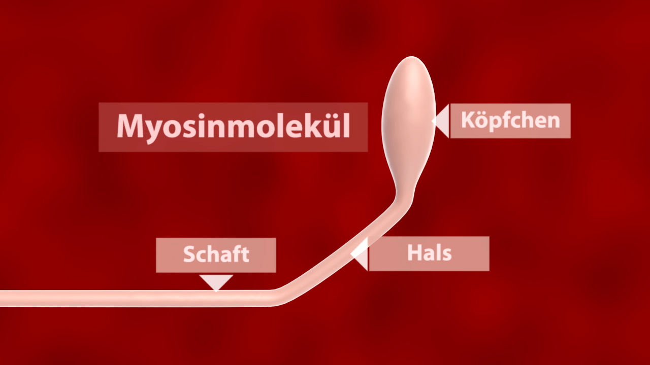 Illustration eines Myosinmoleküls mit Beschriftungen für Schaft, Hals und Köpfchen.