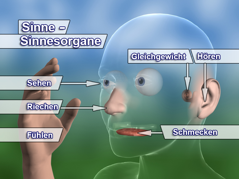 Infografik über die Sinne und Sinnesorgane des Menschen, zeigt Sehen, Hören, Riechen, Schmecken, Fühlen und Gleichgewicht.