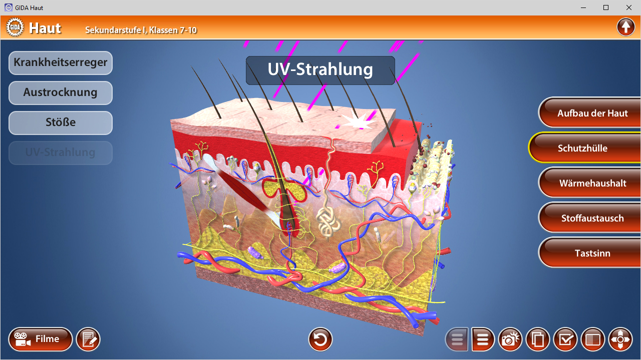 3D-Diagramm der Hautschichten mit Beschriftungen zu UV-Strahlung, Schutzschicht und anderen Funktionen.
