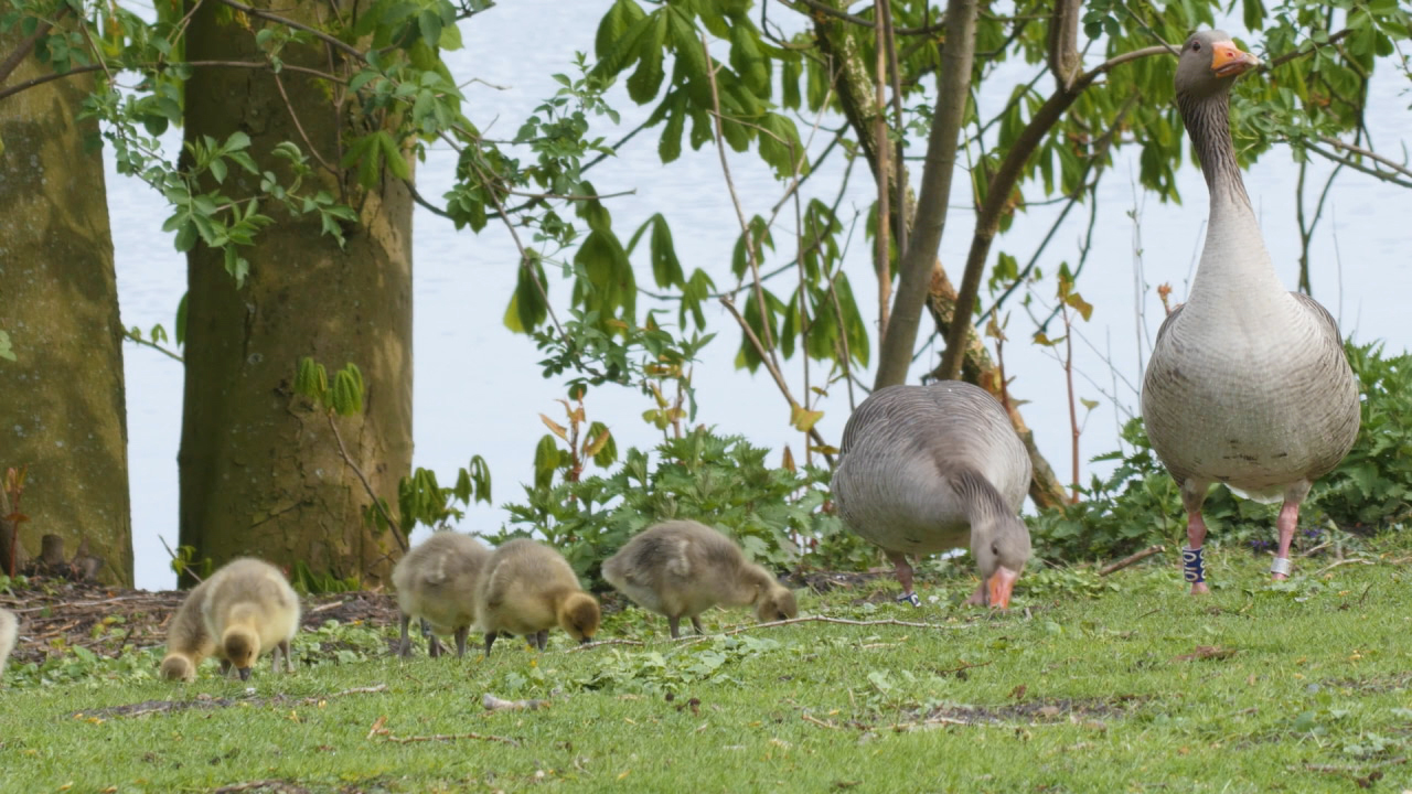 Eine Graugans mit ihren Küken, die auf einer Wiese nach Nahrung suchen, umgeben von Bäumen und Wasser.