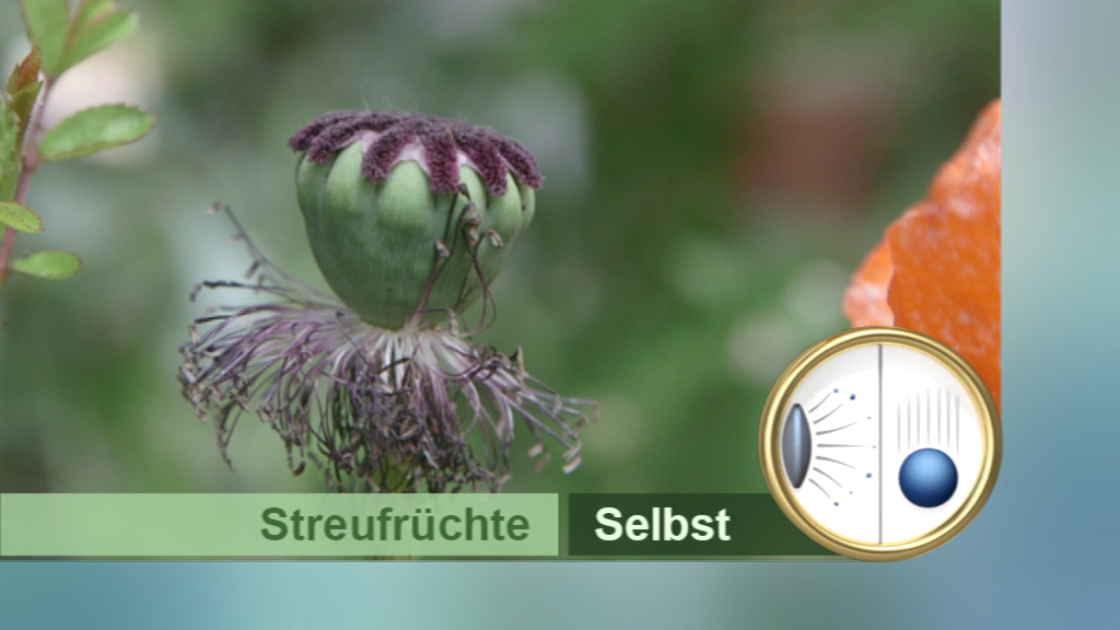 Unreife Streufrüchte mit grünem Kopf und trockenen, fadenartigen Strukturen.