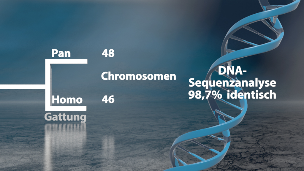 Infografik über die genetische Verwandtschaft zwischen Pan und Homo, mit Chromosomenanzahl und DNA-Identität.