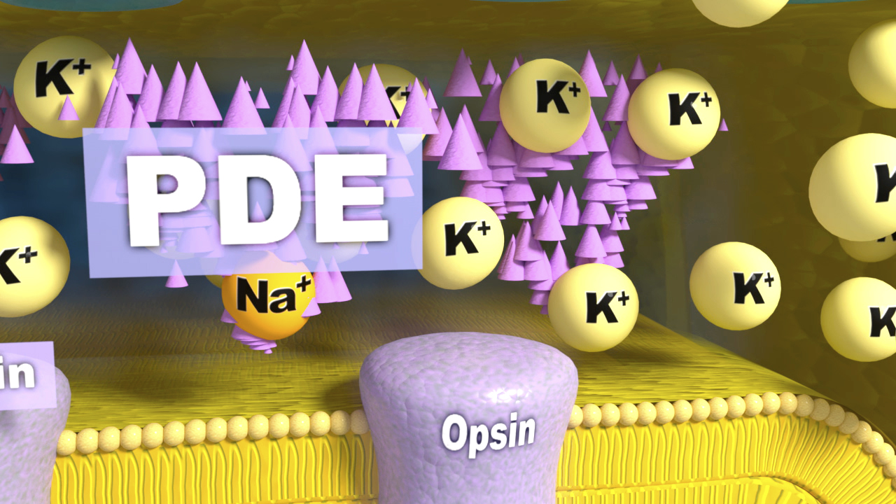Grafik, die die Interaktion von PDE, Na+ und K+ Ionen in einer Zellmembran zeigt.
