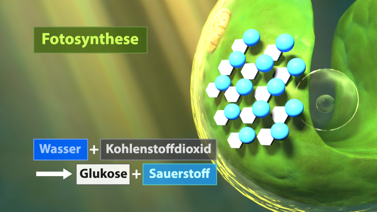 Diagramm der Fotosynthese mit Wasser, Kohlendioxid, Glukose und Sauerstoff.