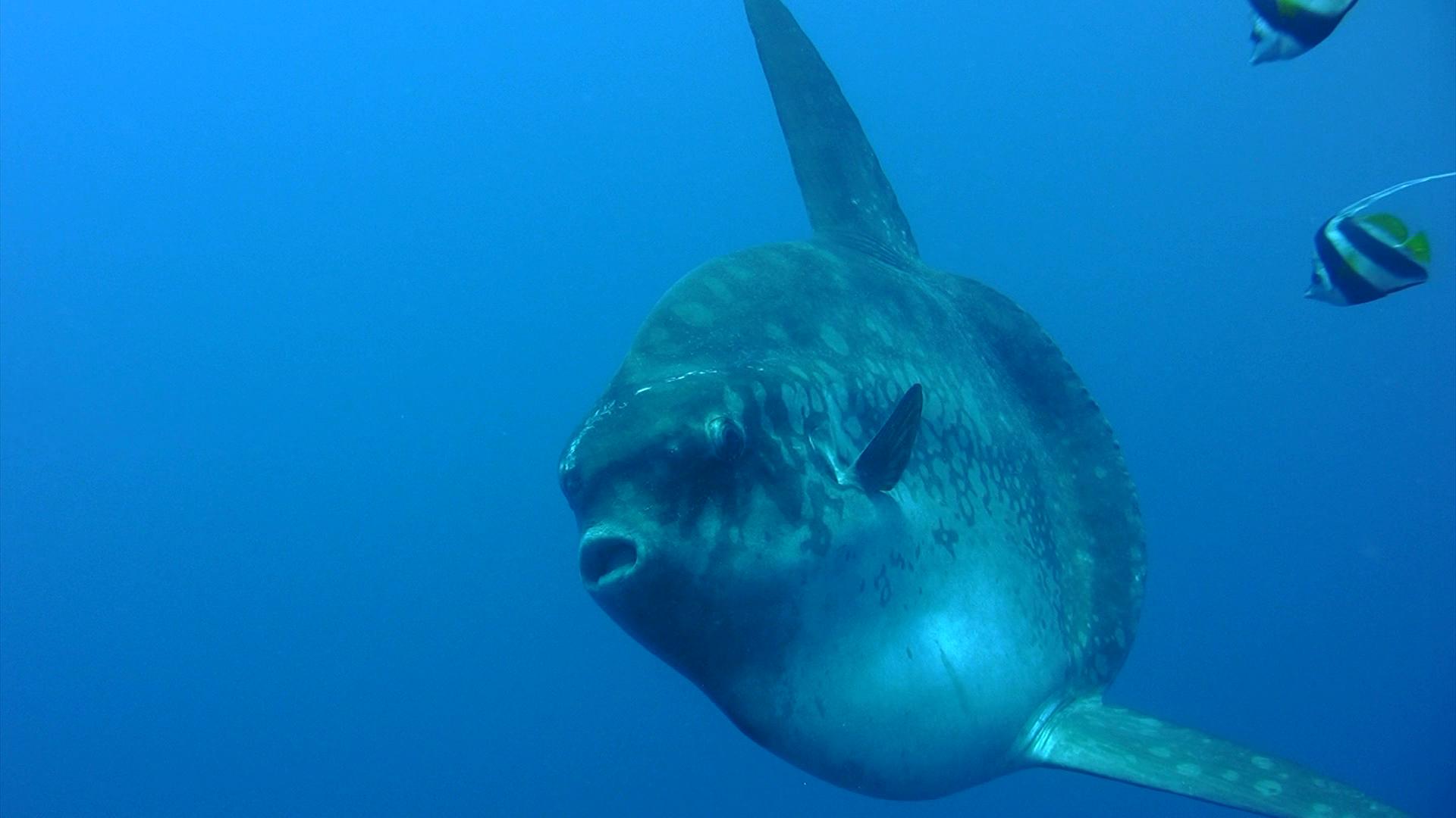 Ein Mondfisch schwimmt im offenen Wasser, umgeben von bunten Fischen.