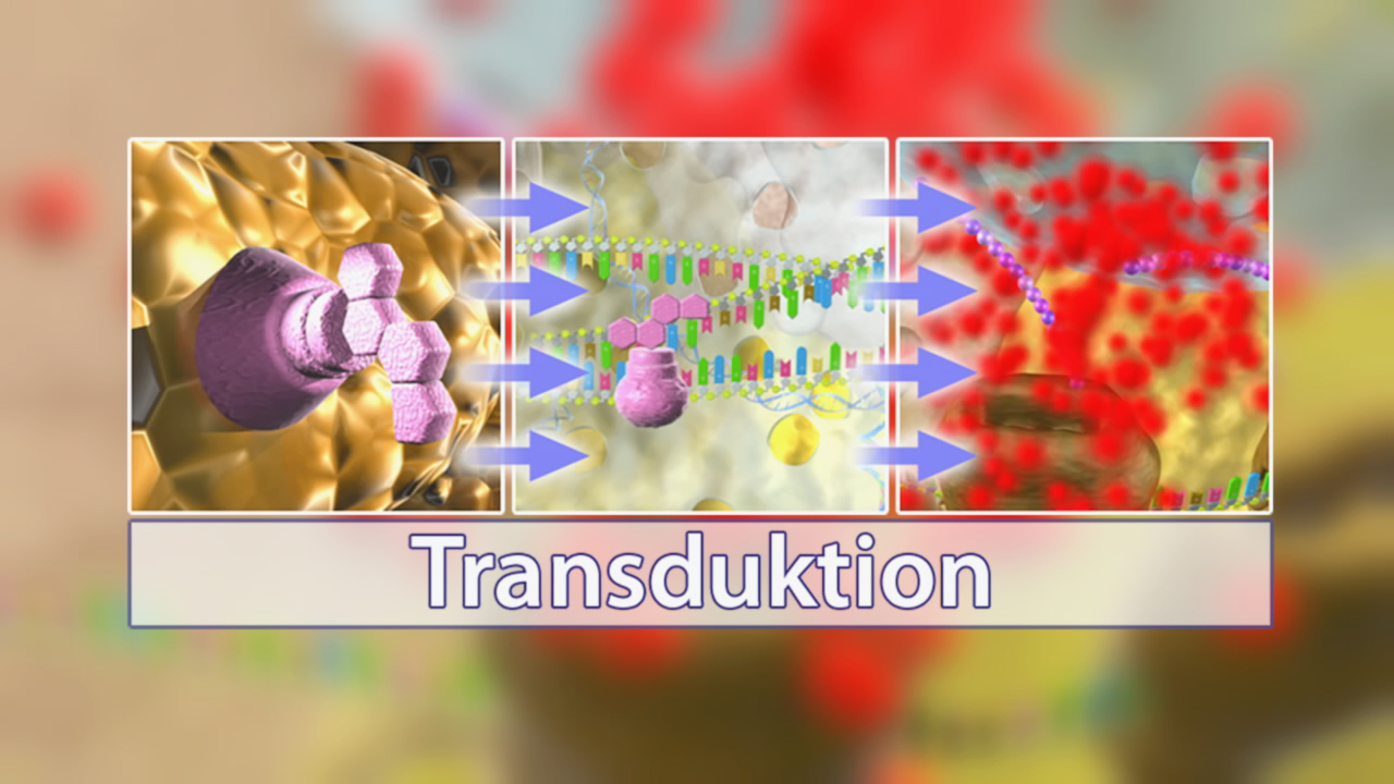 Grafik zur Transduktion, zeigt drei Schritte: Moleküle interagieren, DNA wird transkribiert, und RNA wird synthetisiert.