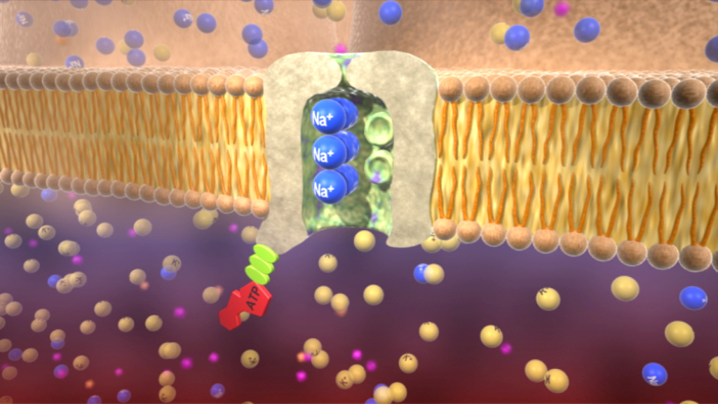 Darstellung eines Zellmembrantransporters, der Natriumionen (Na+) durch die Membran leitet.