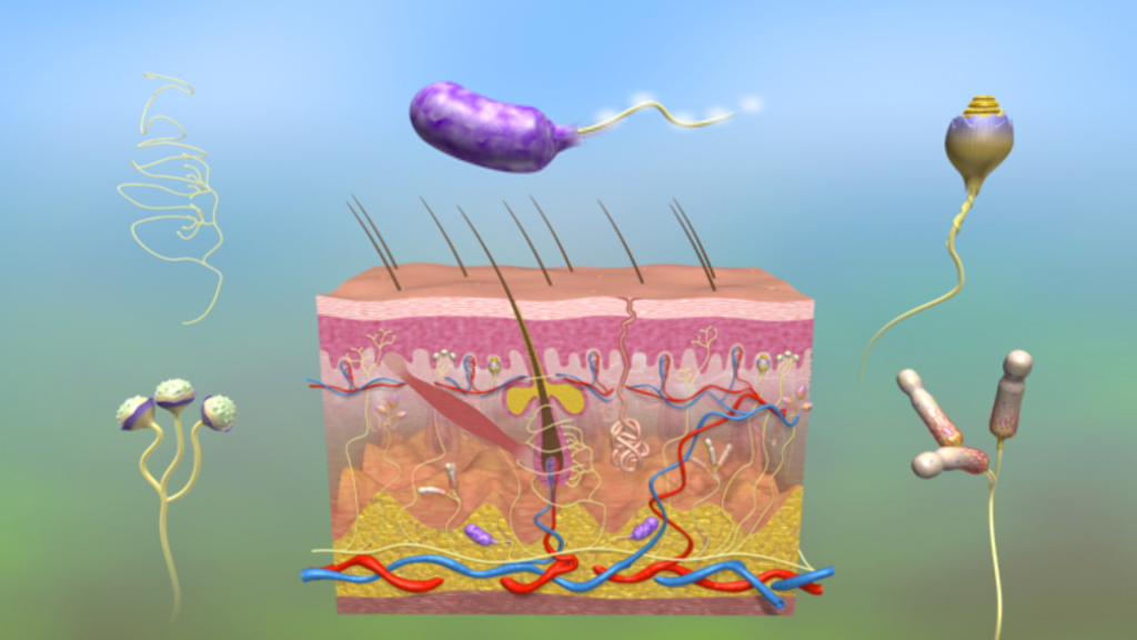 Grafik, die die Struktur der Haut zeigt, einschließlich Bakterien und Zellen in verschiedenen Farben und Formen.