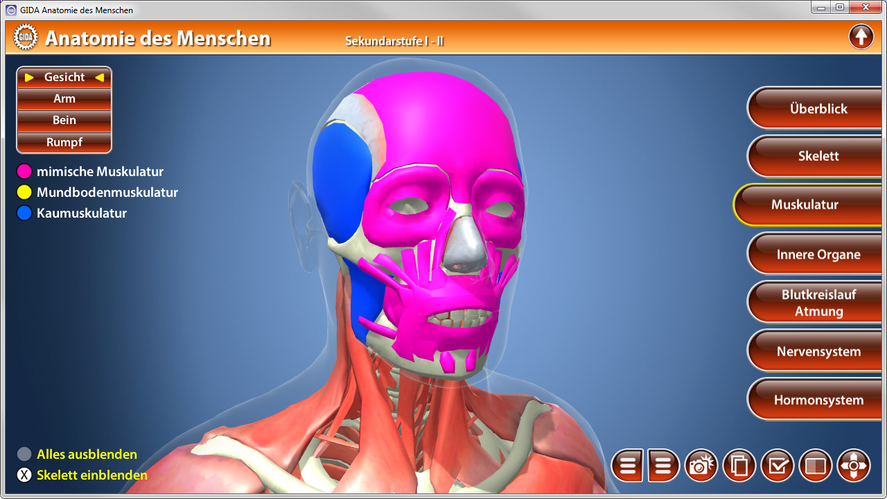 3D-Darstellung des menschlichen Körpers mit Fokus auf Gesichtsmuskulatur und Skelettstruktur.