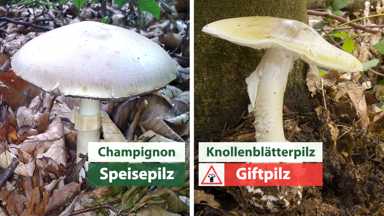 Vergleich zwischen Champignon (Speisepilz) links und Knollenblätterpilz (Giftpilz) rechts, mit Warnhinweis.
