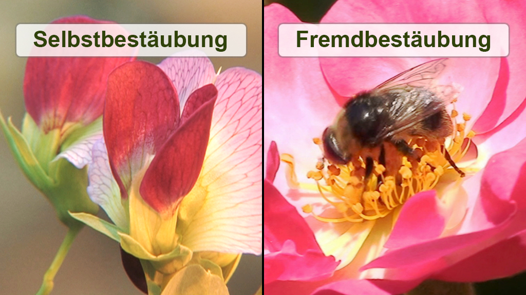 Links: Blüte mit Selbstbestäubung, rechts: Blüte mit Fremdbestäubung und Biene auf der Blüte.