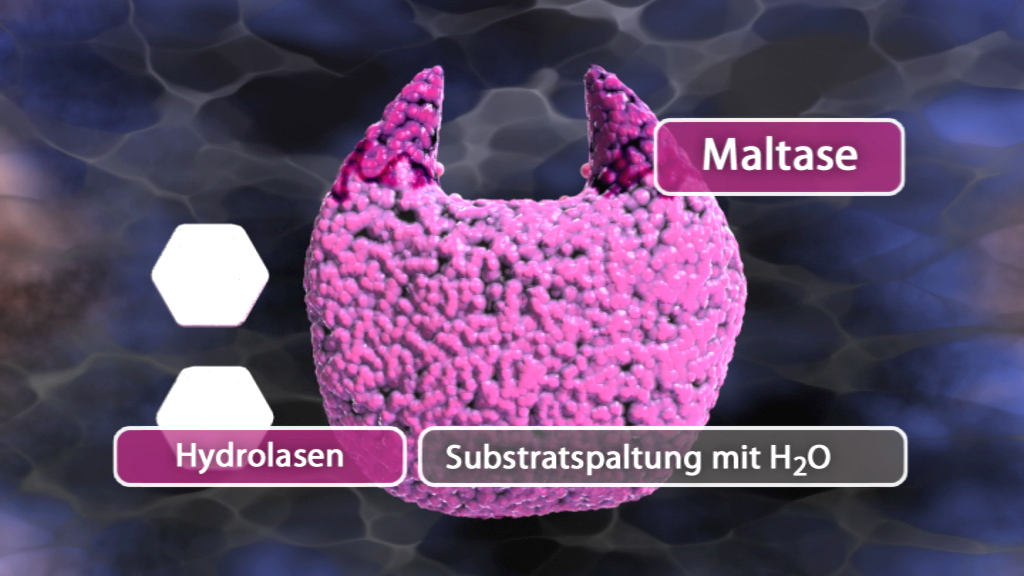 Maltase-Enzym in lila, zeigt Hydrolyse und Substratspaltung mit H2O an.