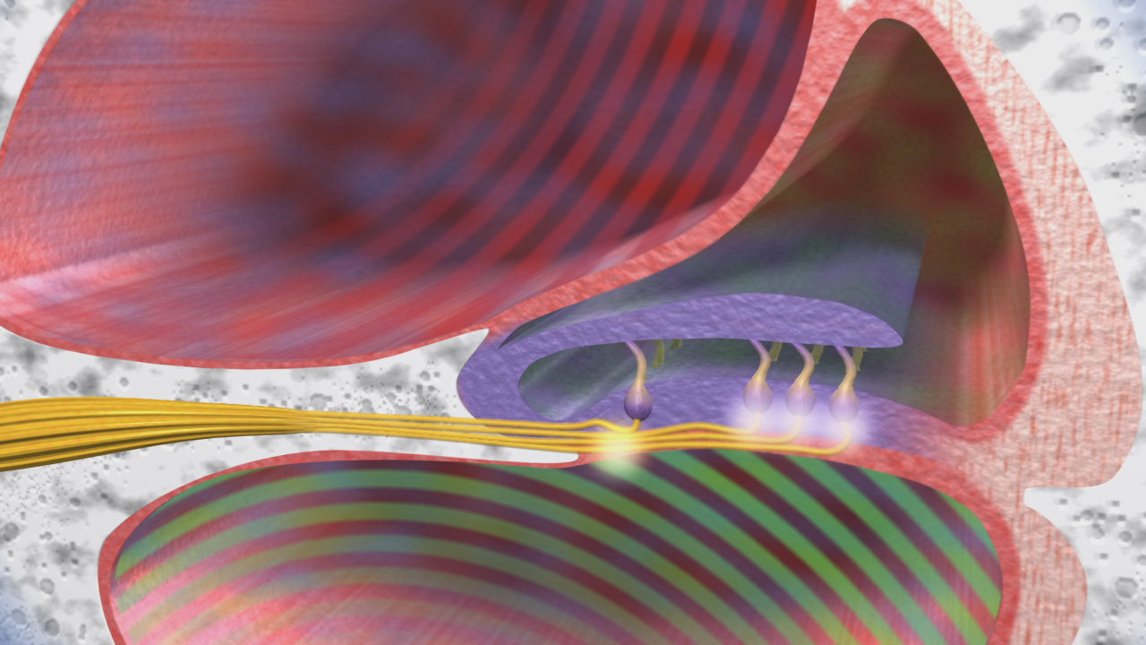 Grafik eines Querschnitts durch ein Ohr, das die Cochlea und Nervenverbindungen zeigt.