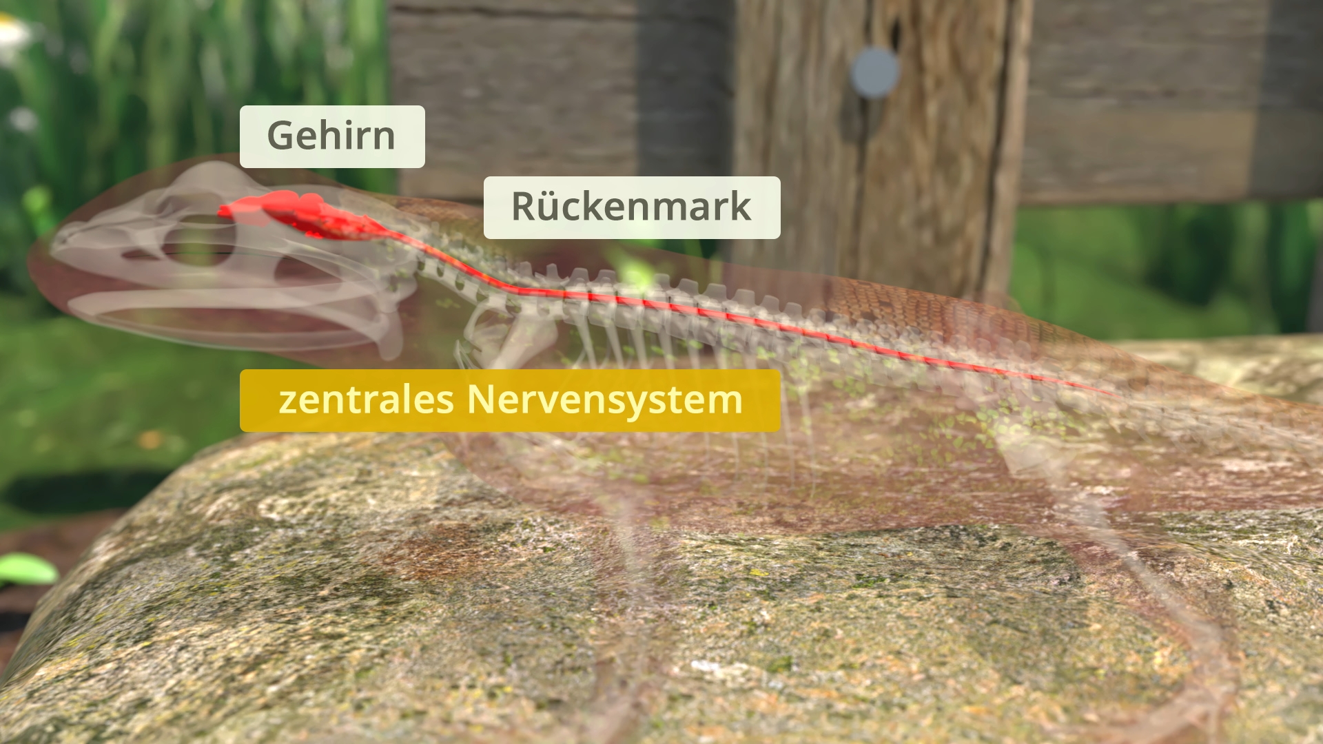 Durchsichtige Darstellung einer Eidechse mit hervorgehobenem zentralen Nervensystem, einschließlich Gehirn und Rückenmark. Text: 'Gehirn', 'Rückenmark', 'zentrales Nervensystem'.