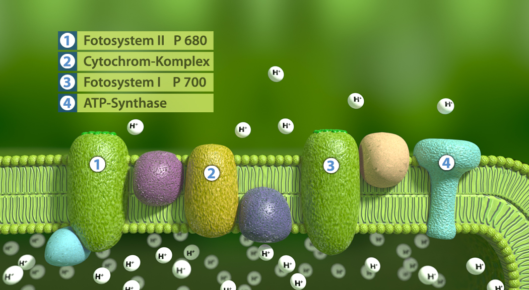 Diagramm des Photosynthese-Prozesses mit Fotosystem II, Cytochrom-Komplex, Fotosystem I und ATP-Synthase.