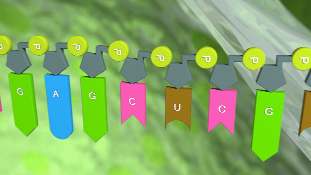 Grafik zeigt eine DNA-Struktur mit farbigen Markierungen für die Basen A, G, C, U und G.