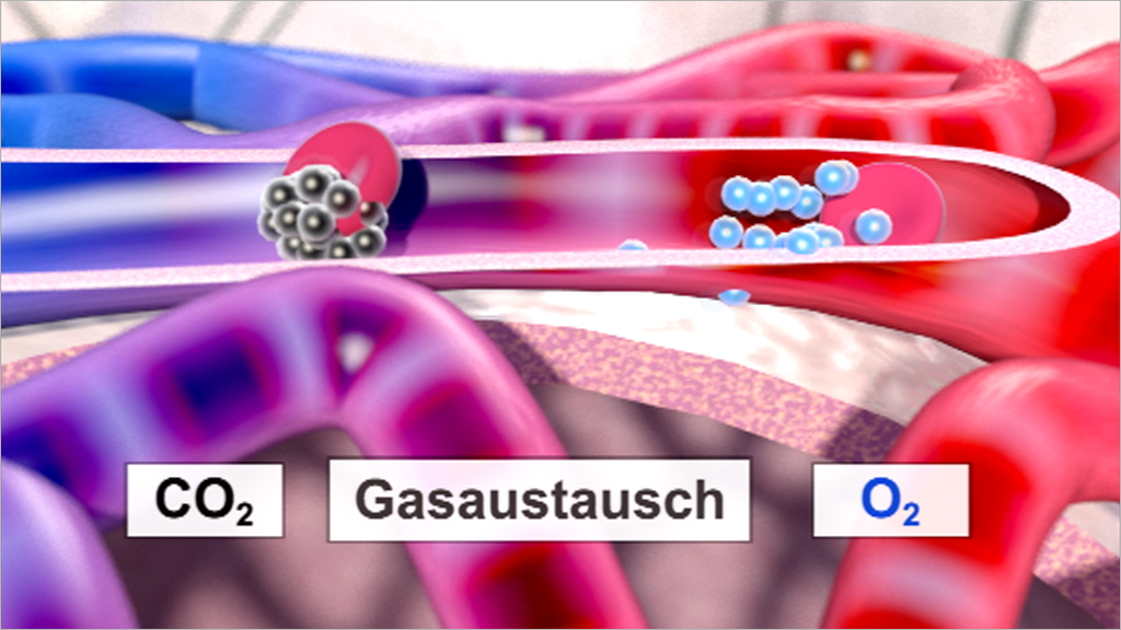 Grafik zeigt den Gasaustausch von CO2 und O2 in Blutgefäßen.