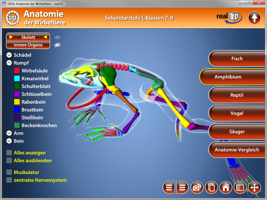 3D-Darstellung des Skeletts eines Wirbeltieres mit farblich hervorgehobenen Organen und Körperteilen.