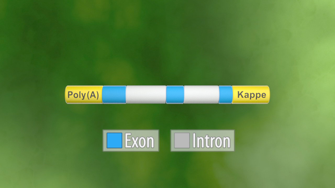 Diagramm eines Gens mit Poly(A)-Schwanz, Exon und Intron markiert.