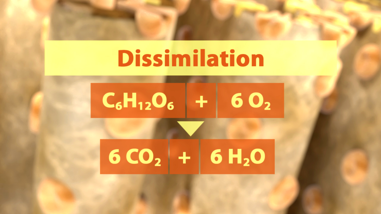 Diagramm zur Dissimilierung mit chemischer Gleichung.