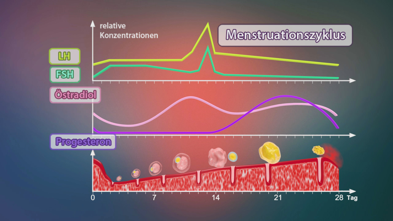 Grafik zeigt den Menstruationszyklus mit relativen Konzentrationen von LH, FSH, Östradiol und Progesteron über 28 Tage.