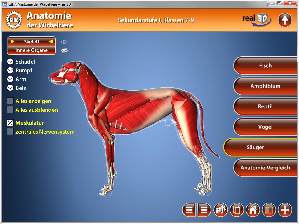 3D-Darstellung eines Hundes mit sichtbarem Skelett und Muskeln, beschriftet mit anatomischen Begriffen.