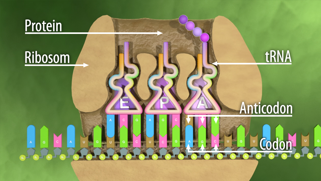 Diagramm der Proteinbiosynthese mit Ribosom, tRNA, Anticodon und Codon.
