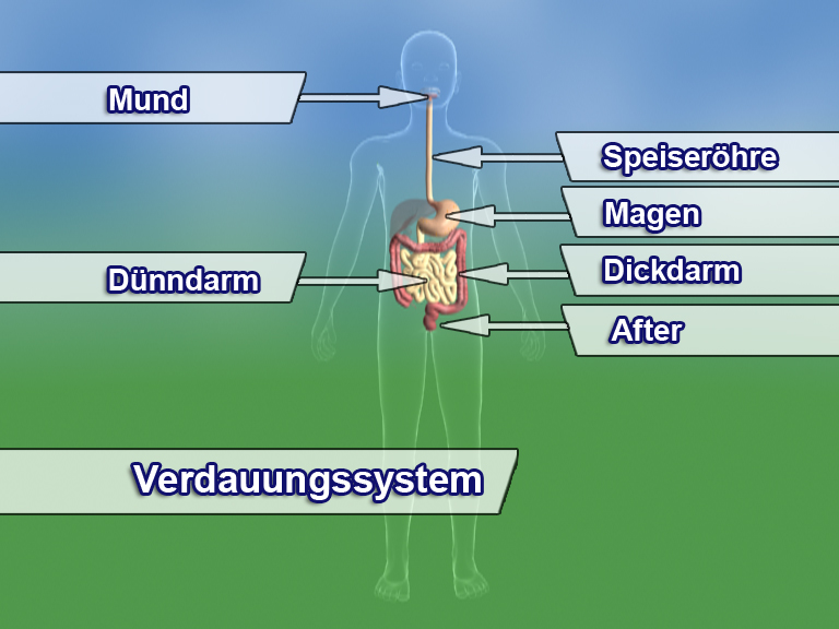 Diagramm des menschlichen Verdauungssystems mit Bezeichnungen für Mund, Speiseröhre, Magen, Dünndarm, Dickdarm und After.
