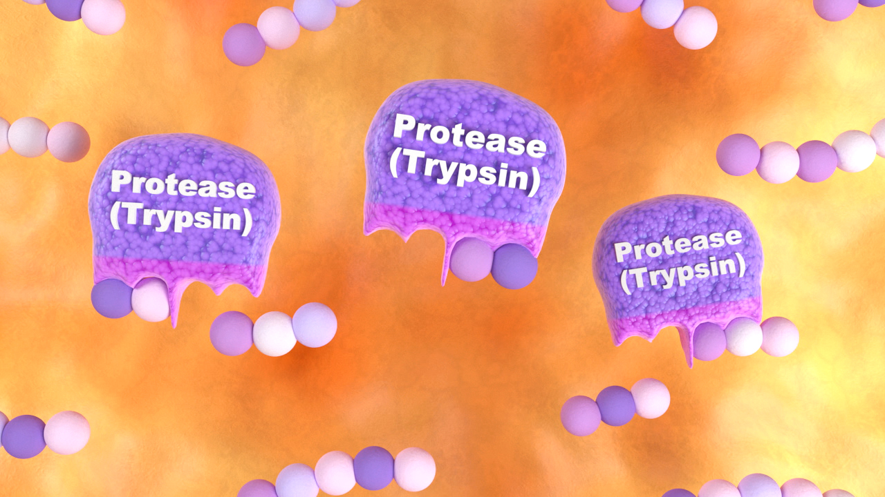 Drei Trypsin-Moleküle mit der Beschriftung 'Protease (Trypsin)' vor einem orangefarbenen Hintergrund.
