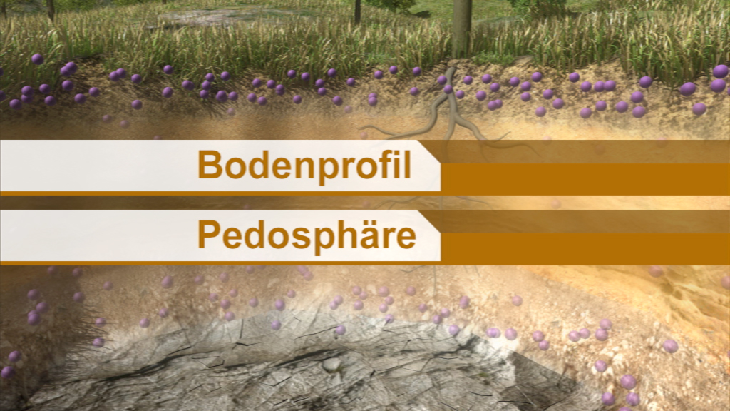 Grafik zeigt ein Bodenprofil mit lila Punkten, die die Pedosphäre darstellen.