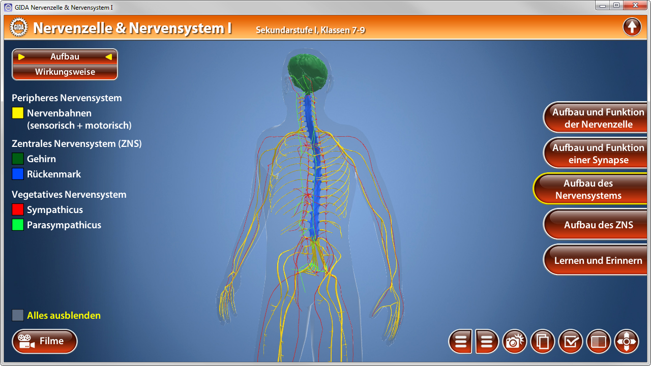 Grafik eines menschlichen Nervensystems mit Beschriftungen zu verschiedenen Teilen wie Gehirn, Rückenmark und peripherem Nervensystem.