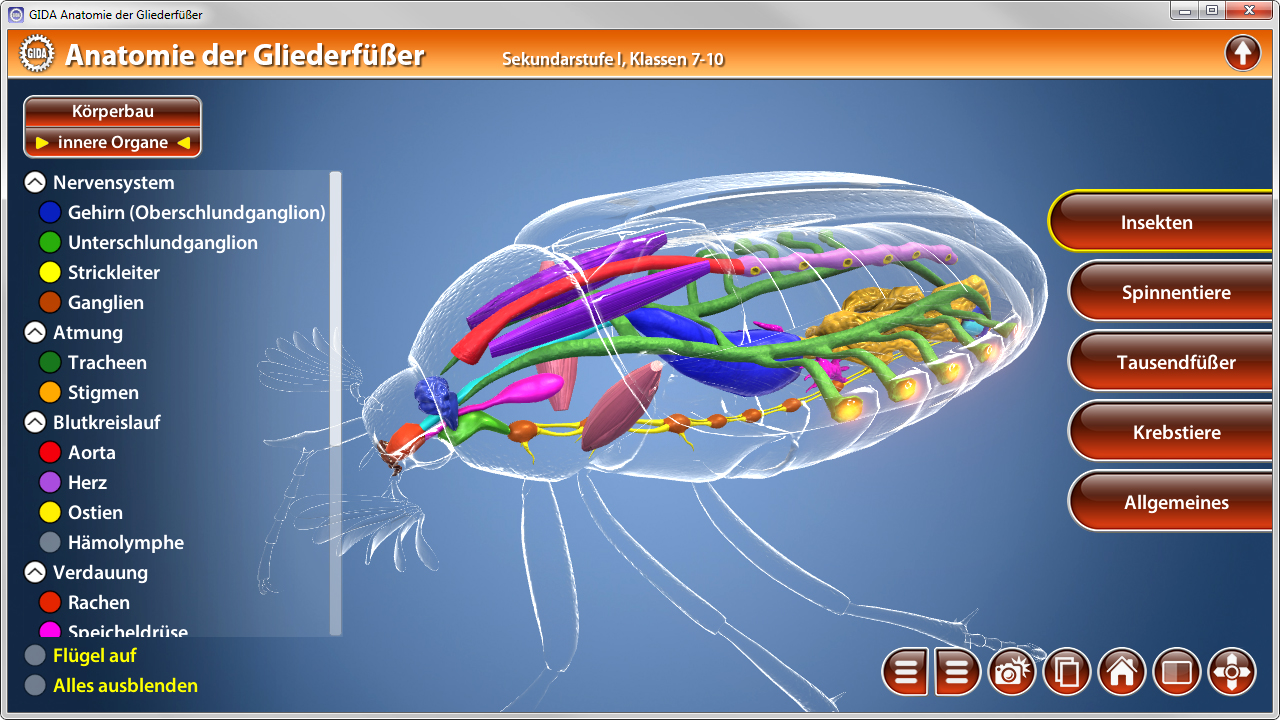 3D-Darstellung der Anatomie eines Gliederfüßers mit farblich markierten inneren Organen und Körpersystemen.