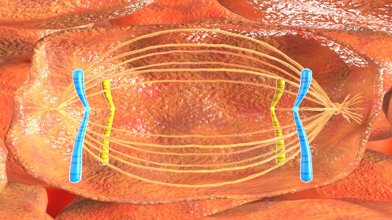 Diagramm einer Zelle mit sichtbaren Mikrotubuli und Spindelapparat während der Zellteilung.