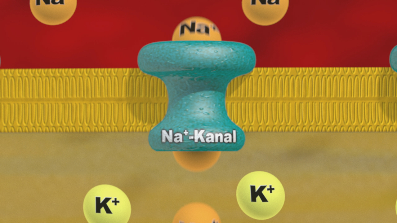 Grafik eines Natriumkanals in einer Zellmembran, umgeben von Natrium und Kaliumionen