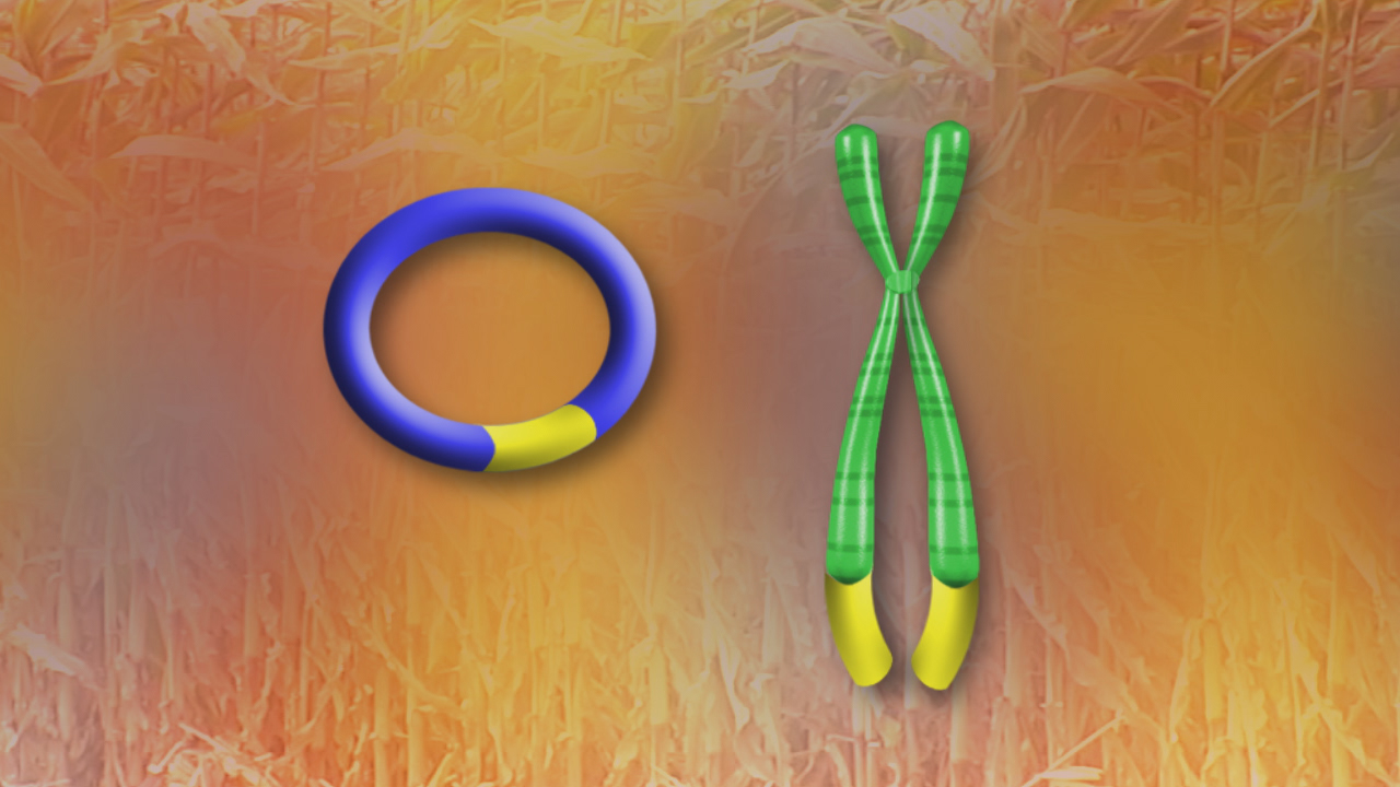 Grafische Darstellung eines Ringes und eines Chromosoms in grüner und blauer Farbe auf einem orangefarbenen Hintergrund.