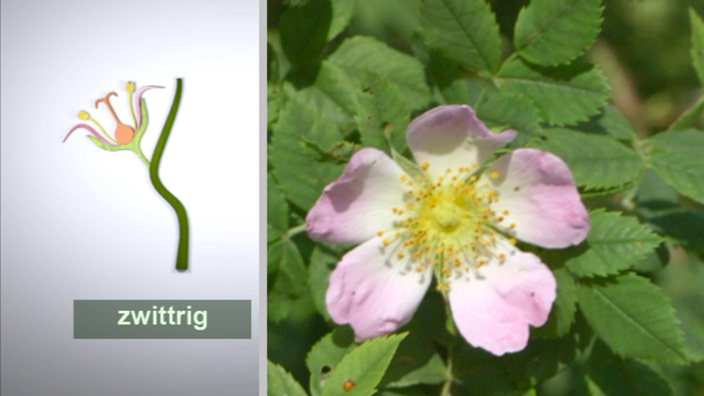 Illustration und Foto einer zwittrigen Blume mit rosa Blütenblättern und gelben Staubgefäßen.