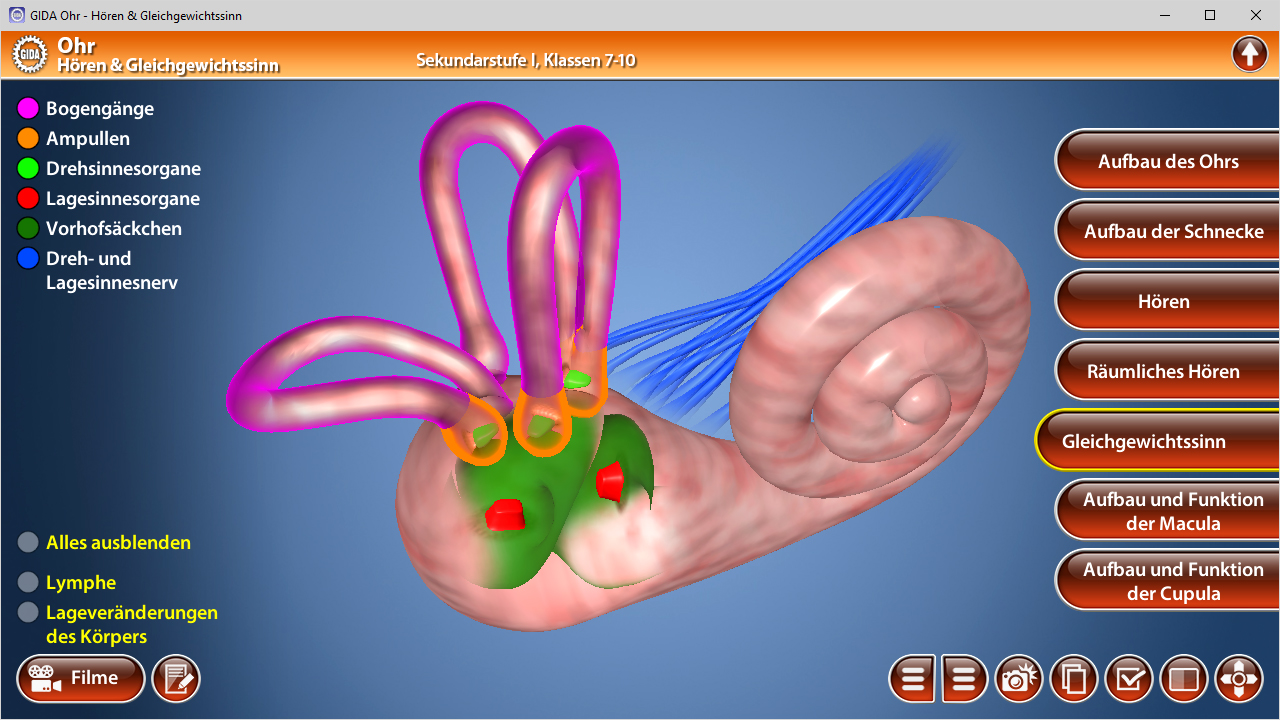 3D-Diagramm des menschlichen Ohrs mit farbigen Strukturen, die die Bogengänge und Gleichgewichtsorgane darstellen.
