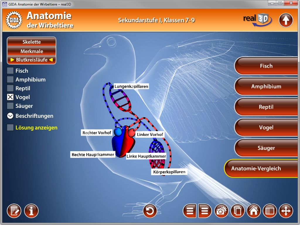 Interaktive Grafik zur Anatomie von Wirbeltieren, zeigt das Kreislaufsystem mit Lungenkapillaren und Herzkammern.