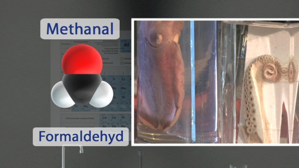 Molekülmodell von Methanal (Formaldehyd) neben einem Glasbehälter mit einem Oktopus.
