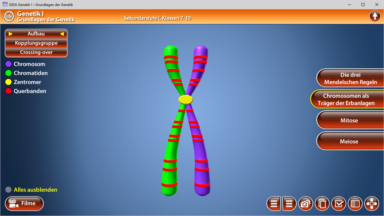 Interaktive Darstellung eines Chromosoms mit farbigen Abschnitten, die genetische Strukturen repräsentieren.